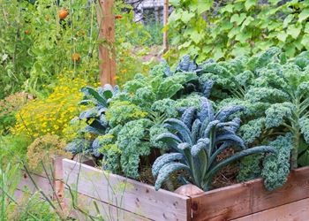Community garden